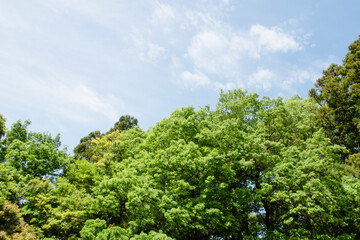 Fototapeta na wymiar 春の青空と力強い新緑の木々たち