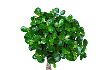 Small green bushes, after watering, sap on the leaves on a white background