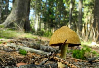 forest mushroom cobweb red-lamellar