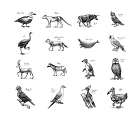 Extinct species. Wild mammal animals and birds. Dodo, Moa, Tasmanian wolf, Quagga. Aurochs. Blue antelope. Hand drawn vector engraved sketch. Graphic vintage style.  © artbalitskiy