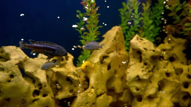 Colourfull fishes in the aquarium. Domestic fish swims. A pet. Underwater world at home.