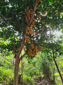 Thai fruit mafai