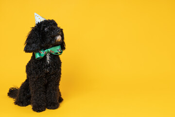 Black Toy poodle dog on yellow background, Dog Birthday