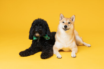 Shiba Inu and Toy poodle dogs on yellow background