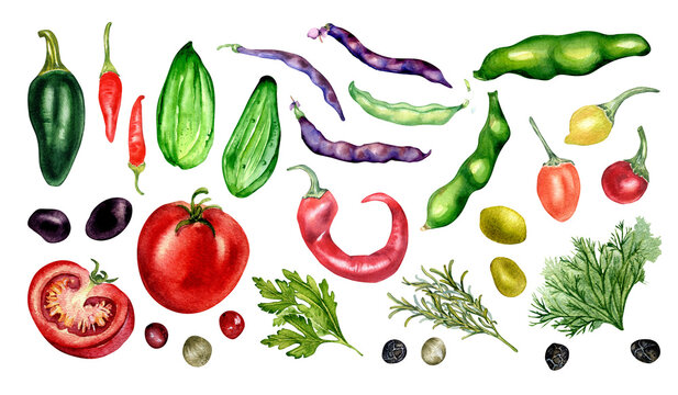 Set of tomato, cucumber, hot peppers and beans watercolor illustration isolated on white. Jalapeno, peppercorns, chilli pepper, parsley, rosemary hand drawn. Elements for menu, cookbook, package
