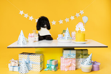 Black Toy poodle dog on yellow background, Dog Birthday