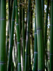 Close-up of green bamboo trunks
