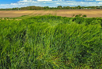 Autumn barley field in windy weather spring time