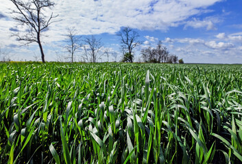 Corn field in spring time