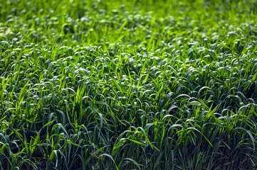 Corn field in spring time