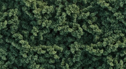 trees in the forest, top view, area view,  3D illustration, cg render