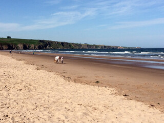 Vacationers walk along the wide sea coast with a beach. A view from afar