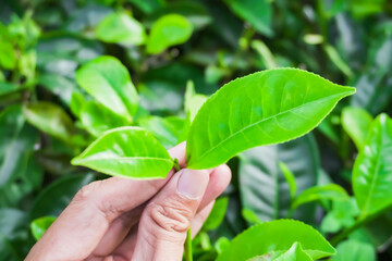 Someone hand holding tea leaves with bokeh background daylight. Concept for agriculture, tea cultivation, garden, traditional farming, rural life, food industry, herbal medicine, harvest season.