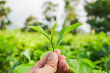 Someone hand holding tea leaves with bokeh background daylight. Concept for agriculture, tea cultivation, garden, traditional farming, rural life, food industry, herbal medicine, harvest season.