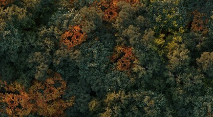 trees in the forest, top view, area view,  3D illustration, cg render