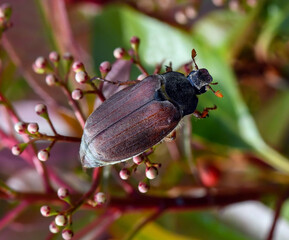 May bug on the leaf of a plant