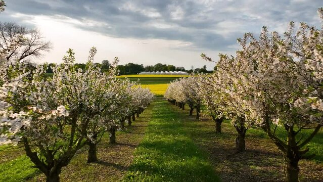 Video shot of  cherry tree blossoms in the orchard during spring season. Cherry blooming orchard with dandelions and yellow rapseed field, strawbery field  and greenhouse tunnels in the background. 