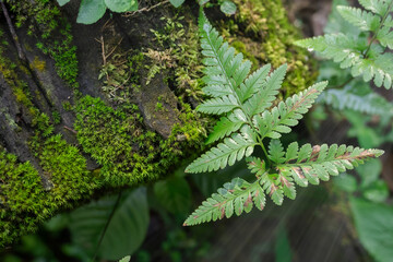 selective focus to wet fern leaves against damp moss background and with glare sun