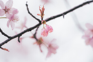 北海道の桜