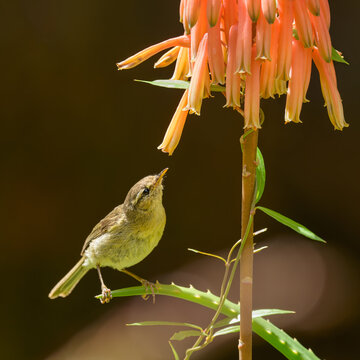 Canary Islands chiffchaff, Phylloscopus canariensis, a leaf warbler endemic to the Canary Islands, the bird perching on a flowering Aloe plant, Gran Canaria, Spain 