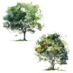 Abstract Watercolor Painting: Tree Height, Landscape Design Materials, Garden Setting, Green Tree isolated transparent , Created by Generative AI - obrazy, fototapety, plakaty