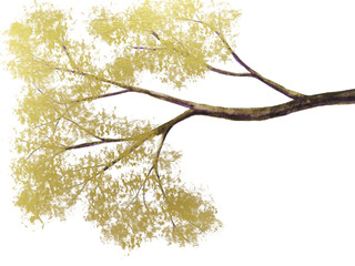 Fototapeta premium watercolor painting gold tree branch png. 