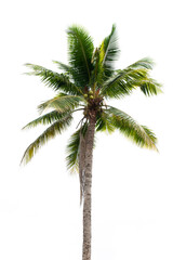 Fototapeta na wymiar Coconut tree isolated on white background.
