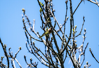 beautiful finch bird sits on a branch on a spring day against the blue sky