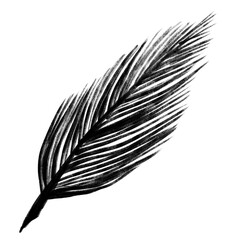 blank ink calligraph feather drawing illustration