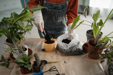Spring Houseplant Care. Woman is transplanting plants into new pot with black soil at home. Gardener transplant plant.