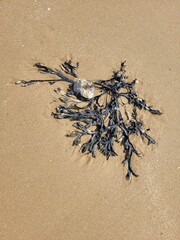 Fucus vesiculosus