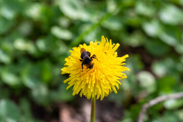 Bumblebee sits on dandelion flower