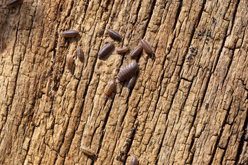 Common rough woodlice, rough woodlouse (Porcellio scaber), family Porcellionidae. On an old weathered wooden board. Dutch garden. Netherlands, Spring, May