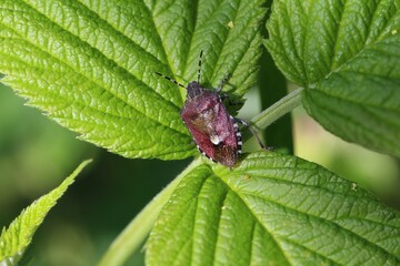 Beerenwanze auf Himbeerblatt