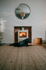 modern living room, black Labrador   
