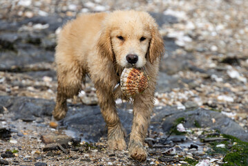 golden retriever puppy labrador spaniel walk and play with shell on the beach