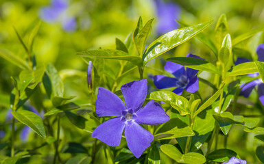 beautiful bright flowers on green grass