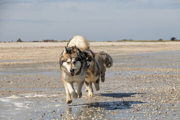 alaskan malamute husky shephered dog  walk on the beach