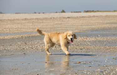 golden retriever puppy labrador spaniel walk and play with shell on the beach