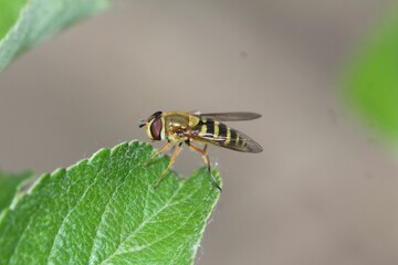 Eupeodes latifasciatus - Schwebfliege