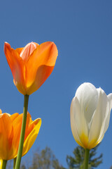 Pretty freshly bloomed colorful tulip in spring in the Canadian countryside in Quebec