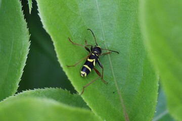Gemeiner Widderbock