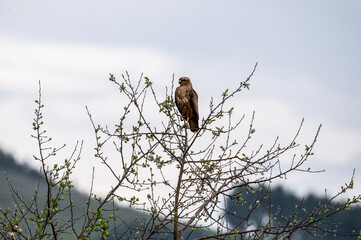 brown hawk sees motionless on a high place and looks out for prey against the background of a green meadow