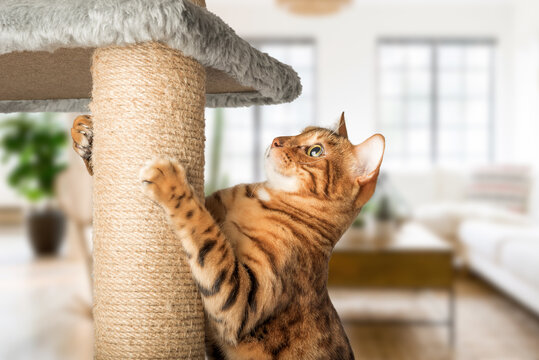 A ginger cat with a cat pole - a scratching post against the background of the living room.