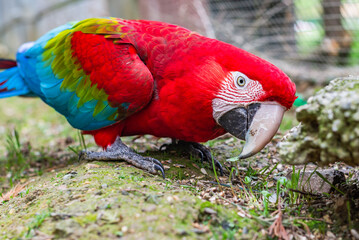 The Red Macaw searches for food in the ground. The macaw is a beautiful parrot with red plumage and keen eyes. Profile view.