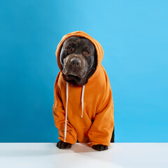 Beautiful, calm, purebred, chocolate colored dog, labrador wearing orange hoodie, sitting, looking at camera against blue studio background. Concept of animals, pets fashion, vet, style. - obrazy, fototapety, plakaty
