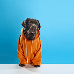 Beautiful, serious, purebred, chocolate colored dog, labrador wearing orange hoodie, sitting against blue studio background. Concept of animals, pets fashion, art, vet, style. Copy space for ad - obrazy, fototapety, plakaty