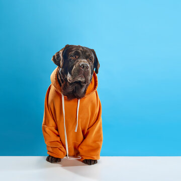 Beautiful, serious, purebred, chocolate colored dog, labrador wearing orange hoodie, sitting against blue studio background. Concept of animals, pets fashion, art, vet, style. Copy space for ad