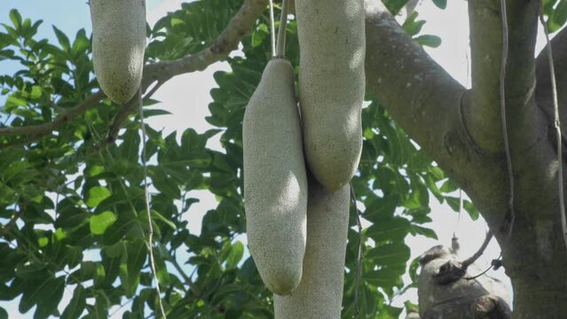 the fruit of the kigelia pinnata or African sausage tree hanging in clusters under the branches