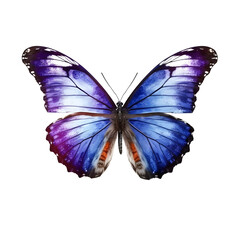 Obraz premium Beautiful butterfly with blue and dark colors isolated